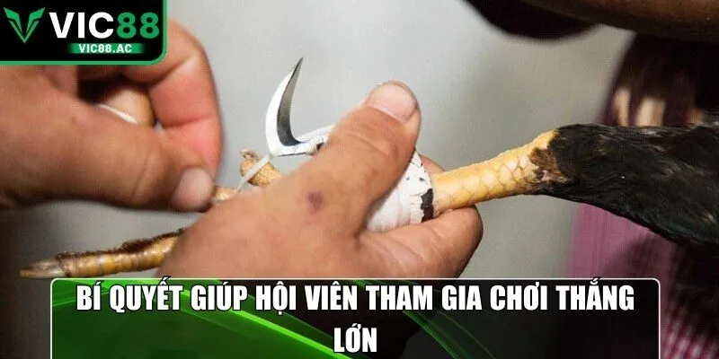 Bí quyết giúp hội viên tham gia chơi thắng lớn