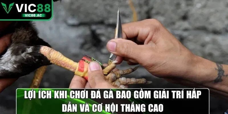 Lợi ích khi chơi đá gà bao gồm giải trí hấp dẫn và cơ hội thắng cao