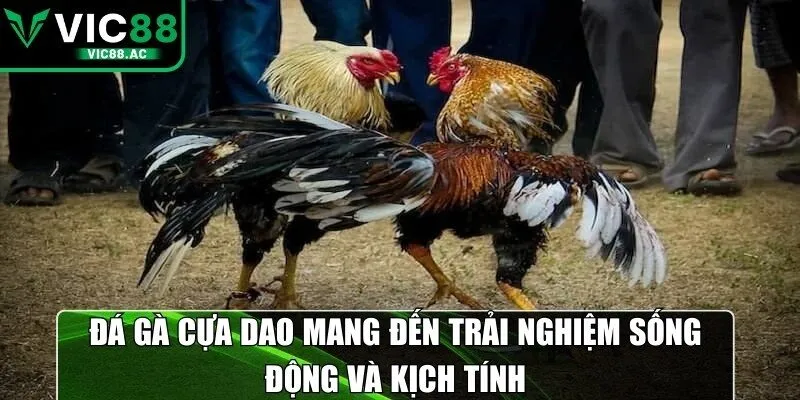 Đá gà cựa dao là hình thức cá cược truyền thống