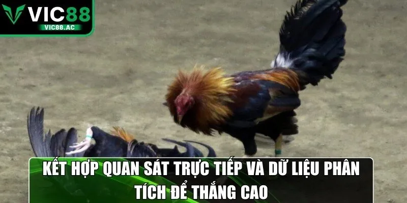 Kết hợp quan sát trực tiếp và dữ liệu phân tích để thắng cao