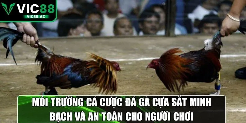 Môi trường cá cược đá gà cựa sắt minh bạch và an toàn cho người chơi