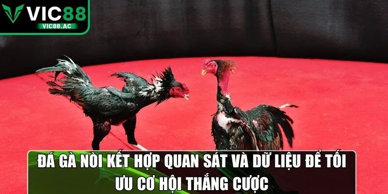 Đá gà nòi kết hợp quan sát và dữ liệu để tối ưu cơ hội thắng cược