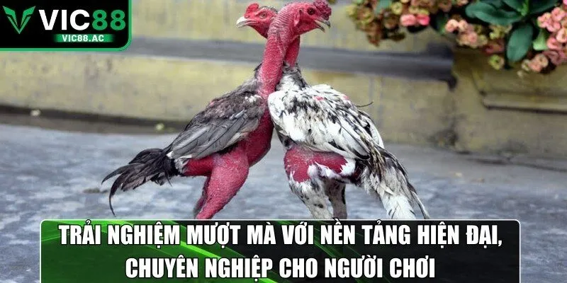 Trải nghiệm mượt mà với nền tảng hiện đại, chuyên nghiệp cho người chơi