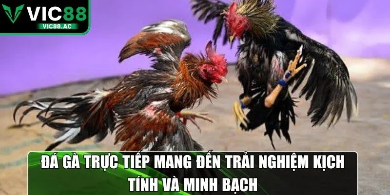 Đá gà trực tiếp mang đến trải nghiệm kịch tính và minh bạch