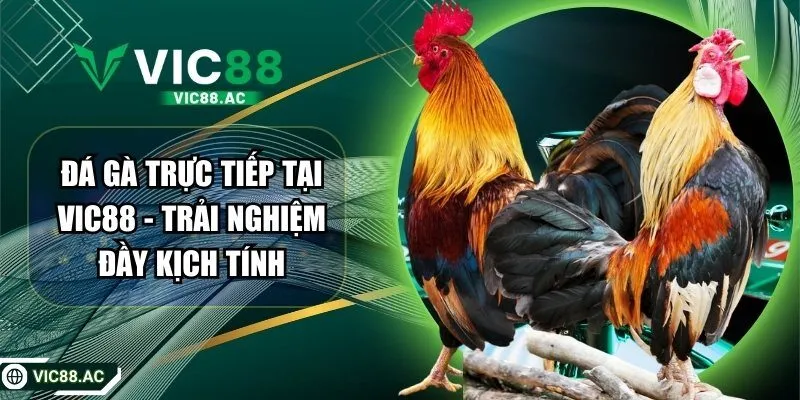 Đá Gà Trực Tiếp Tại VIC88 – Trải Nghiệm Đầy Kịch Tính