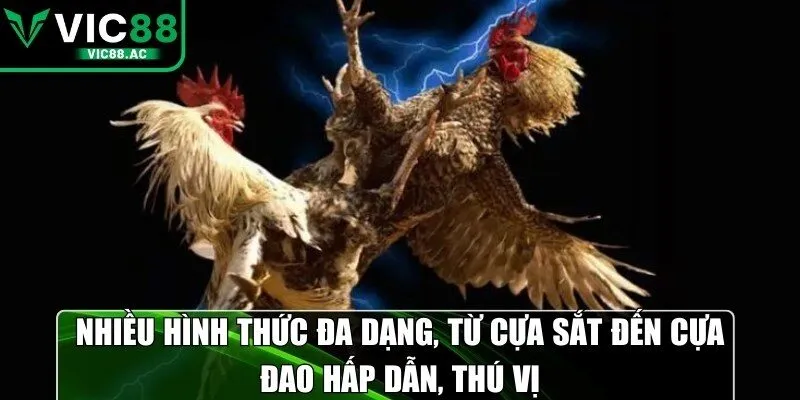 Nhiều hình thức đa dạng, từ cựa sắt đến cựa đao hấp dẫn, thú vị